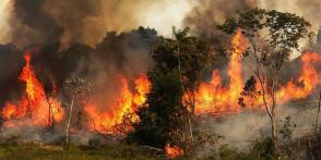 Los incendios en la Amazonía ha sido una de las noticias más comentadas en estos últimos días a nivel internacional, por tratarse de una de las reservas naturales más importantes a nivel mundial y producir el 20 % del oxígeno que respiramos. Foto: NASA